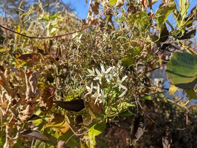 Clematis terniflora, photographed by Connor McInerney