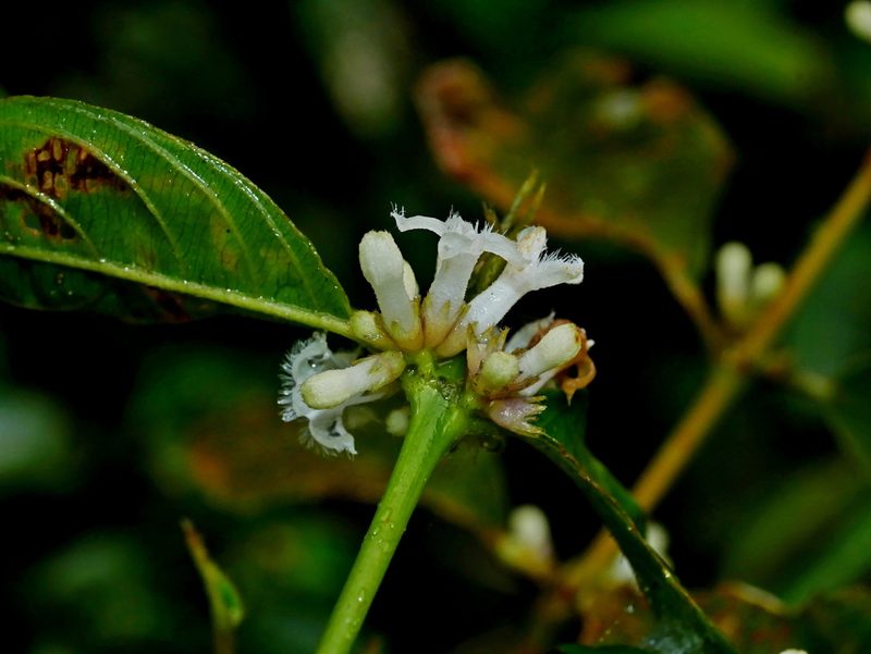 Lasianthus japonicus, photographed by Jacy Chen