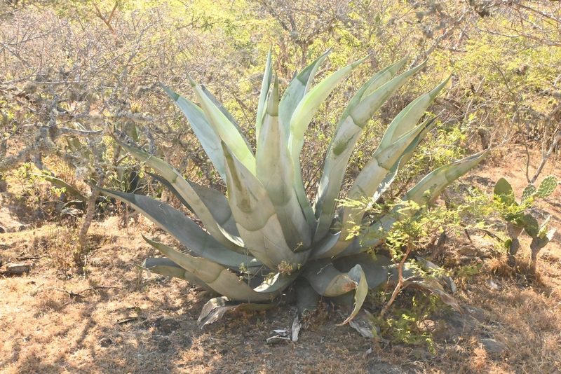 Agave valenciana, photographed by Dante S. Figueroa