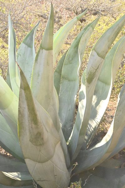 Agave valenciana, photographed by Dante S. Figueroa