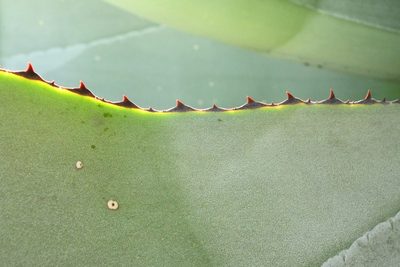 Agave valenciana, photographed by Dante S. Figueroa