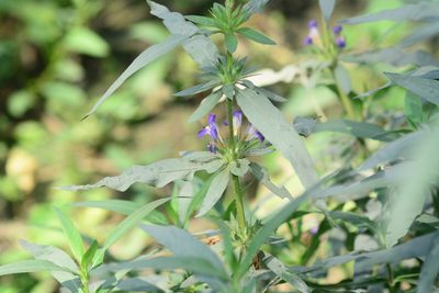 Hygrophila auriculata, photographed by S.MORE