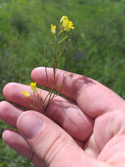 Sisymbrium polymorphum, photographed by Dmitriy Bochkov