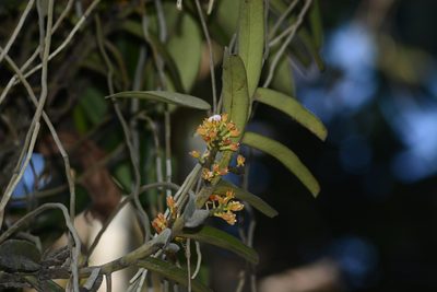 Acampe praemorsa, photographed by S.MORE