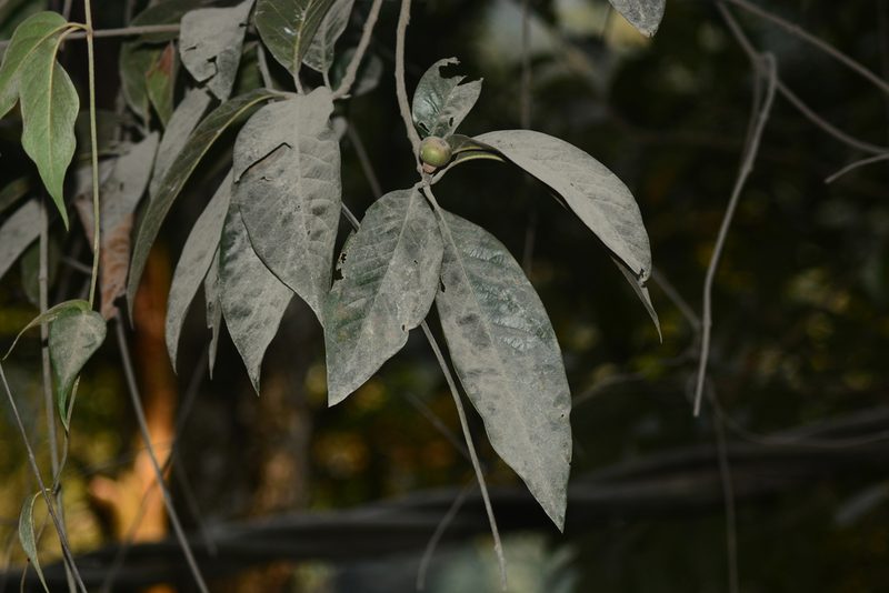 Schima wallichii, photographed by S.MORE