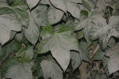 Brassaiopsis hainla, photographed by S.MORE