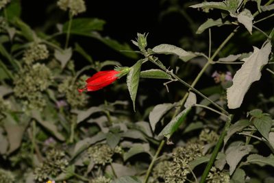 Malvaviscus penduliflorus, photographed by S.MORE