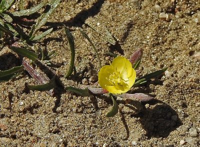 Camissonia dentata, photographed by Hugo Hulsberg