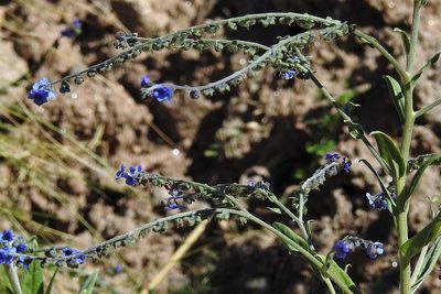Cynoglossum amabile, photographed by Hugo Hulsberg