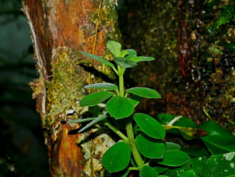 Peperomia japonica, photographed by Jacy Chen