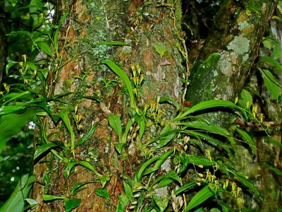 Liparis bootanensis, photographed by Jacy Chen