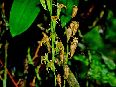 Liparis bootanensis, photographed by Jacy Chen