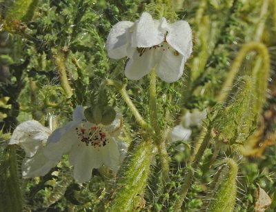 Caiophora clavata, photographed by Hugo Hulsberg