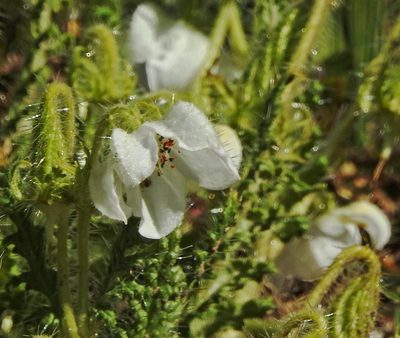 Caiophora clavata, photographed by Hugo Hulsberg