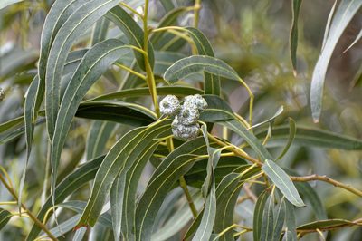 Eucalyptus globulus