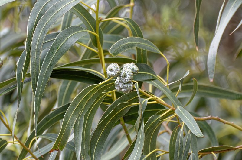 Eucalyptus globulus, photographed by Donald Davesne