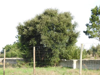 Quercus suber, photographed by Duarte Frade