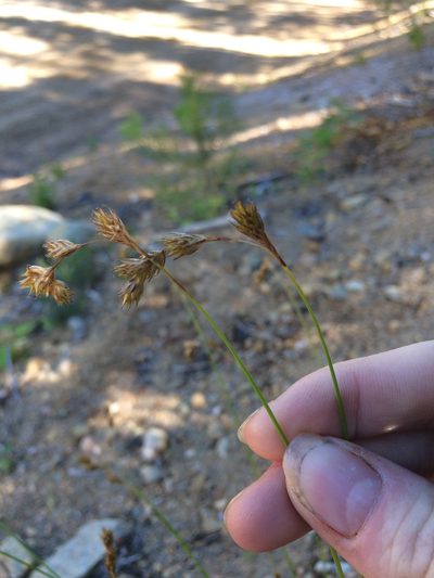 Carex foenea, photographed by Étienne Lacroix-Carignan
