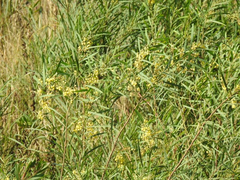 Acacia provincialis, photographed by Duarte Frade