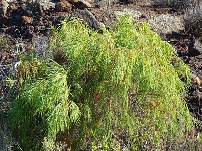 Plocama pendula, photographed by Christian Berg