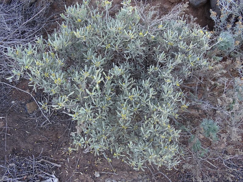 Cneorum pulverulentum, photographed by Christian Berg