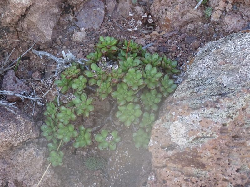 Aeonium sedifolium, photographed by Christian Berg