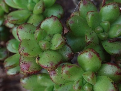 Aeonium sedifolium, photographed by Christian Berg