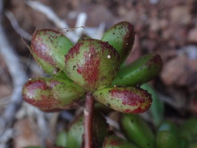 Aeonium sedifolium, photographed by Christian Berg
