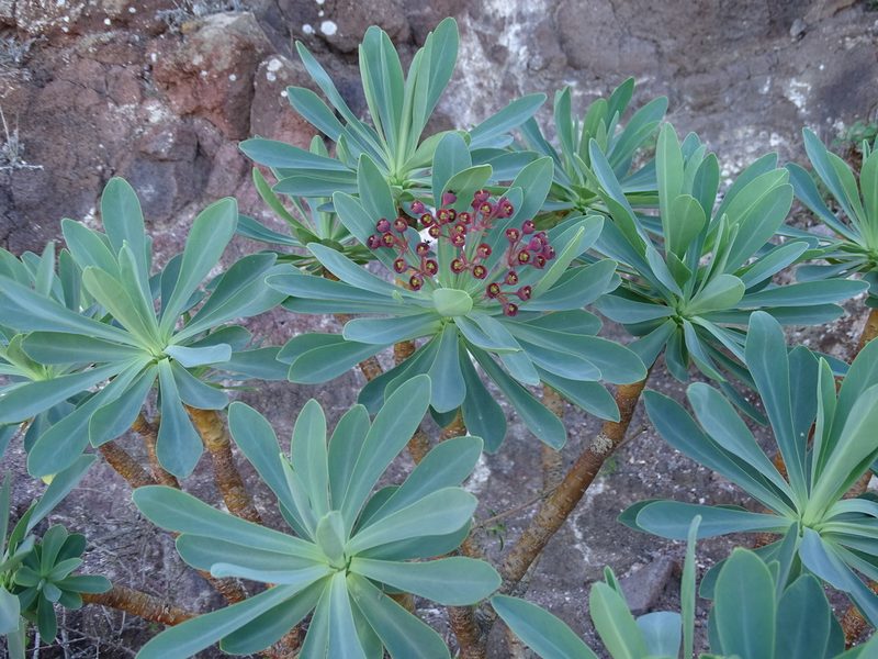 Euphorbia atropurpurea, photographed by Christian Berg