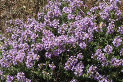 Thymus saturejoides, photographed by Oleg Kosterin
