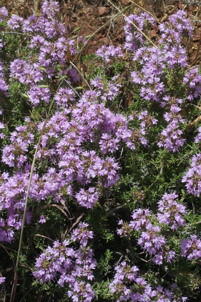 Thymus saturejoides, photographed by Oleg Kosterin