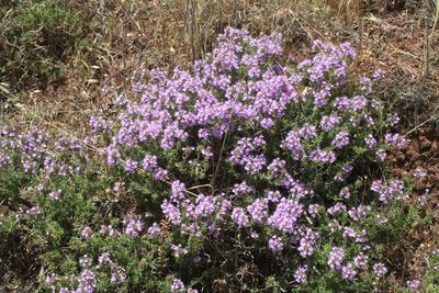 Thymus saturejoides, photographed by Oleg Kosterin