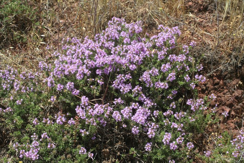 Thymus saturejoides, photographed by Oleg Kosterin