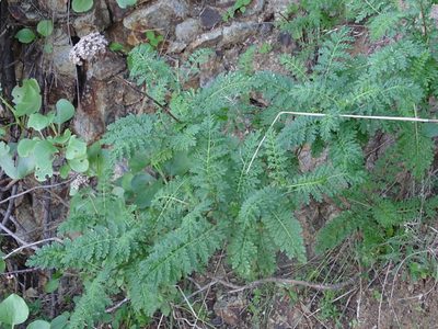 Gonospermum fruticosum, photographed by Christian Berg