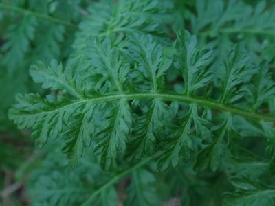 Gonospermum fruticosum, photographed by Christian Berg