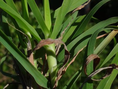 Dactylis smithii, photographed by Christian Berg