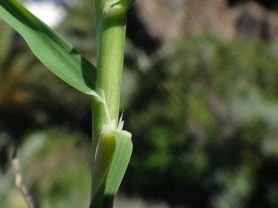 Dactylis smithii, photographed by Christian Berg