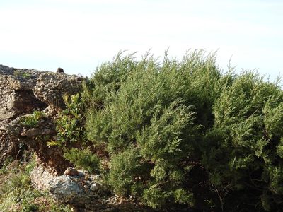 Juniperus turbinata, photographed by Duarte Frade