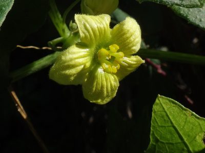 Bryonia verrucosa, photographed by Christian Berg
