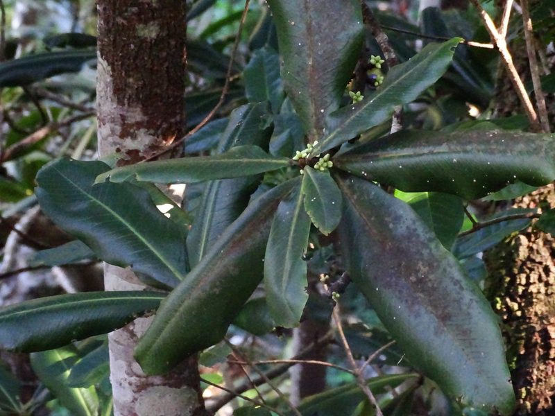 Pleiomeris canariensis, photographed by Christian Berg
