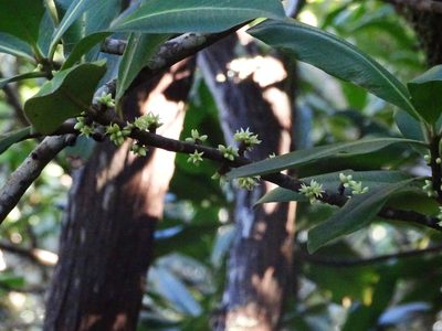 Pleiomeris canariensis, photographed by Christian Berg
