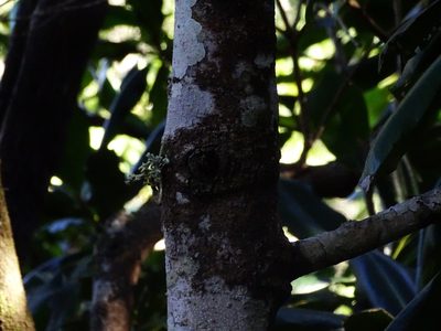 Pleiomeris canariensis, photographed by Christian Berg