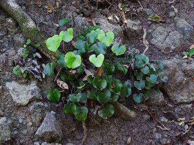 Adiantum reniforme, photographed by Christian Berg