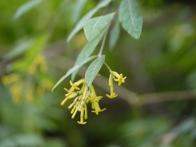 Wikstroemia canescens, photographed by Dinesh Valke