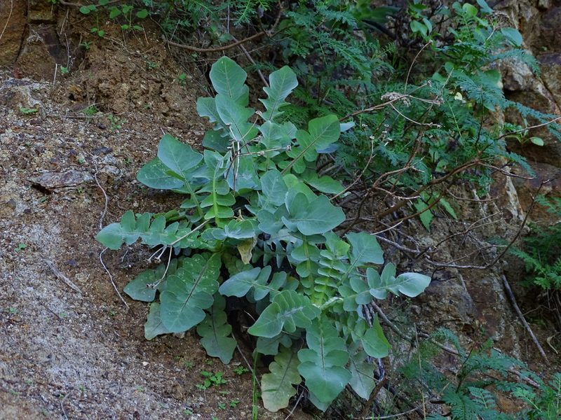 Sonchus radicatus, photographed by Christian Berg