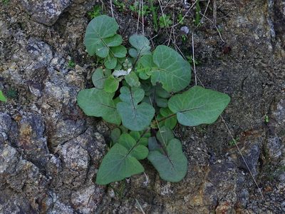 Sonchus radicatus, photographed by Christian Berg
