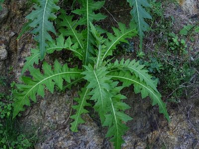 Sonchus acaulis, photographed by Christian Berg