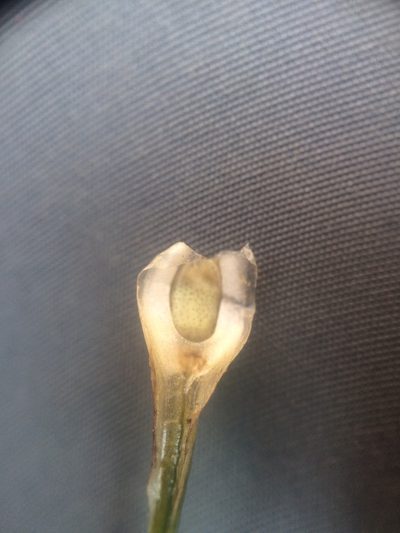 Isoetes laurentiana, photographed by Étienne Lacroix-Carignan