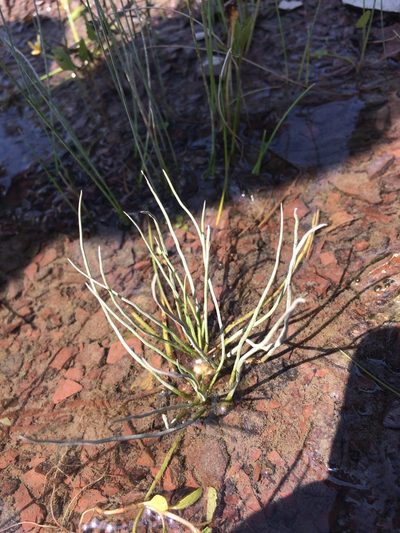Isoetes laurentiana, photographed by Étienne Lacroix-Carignan