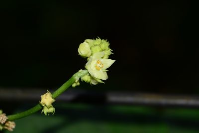 Sicyos edulis, photographed by S.MORE